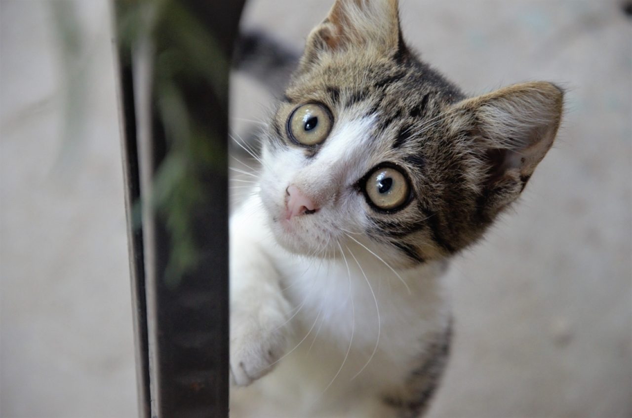 Hey Ghostbusters, My Cat Is Scared Of Something I Can't See