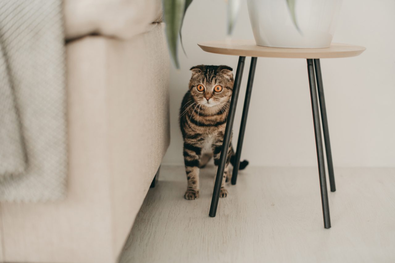 Hey Ghostbusters, My Cat Is Scared Of Something I Can't See