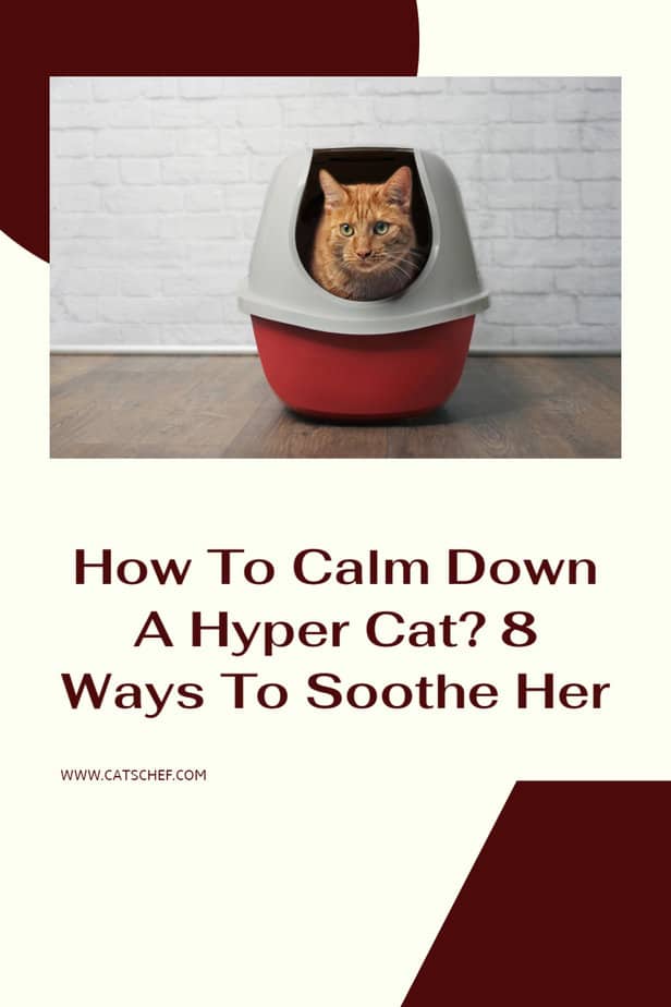 How To Calm Down A Hyper Cat? 8 Ways To Soothe Her