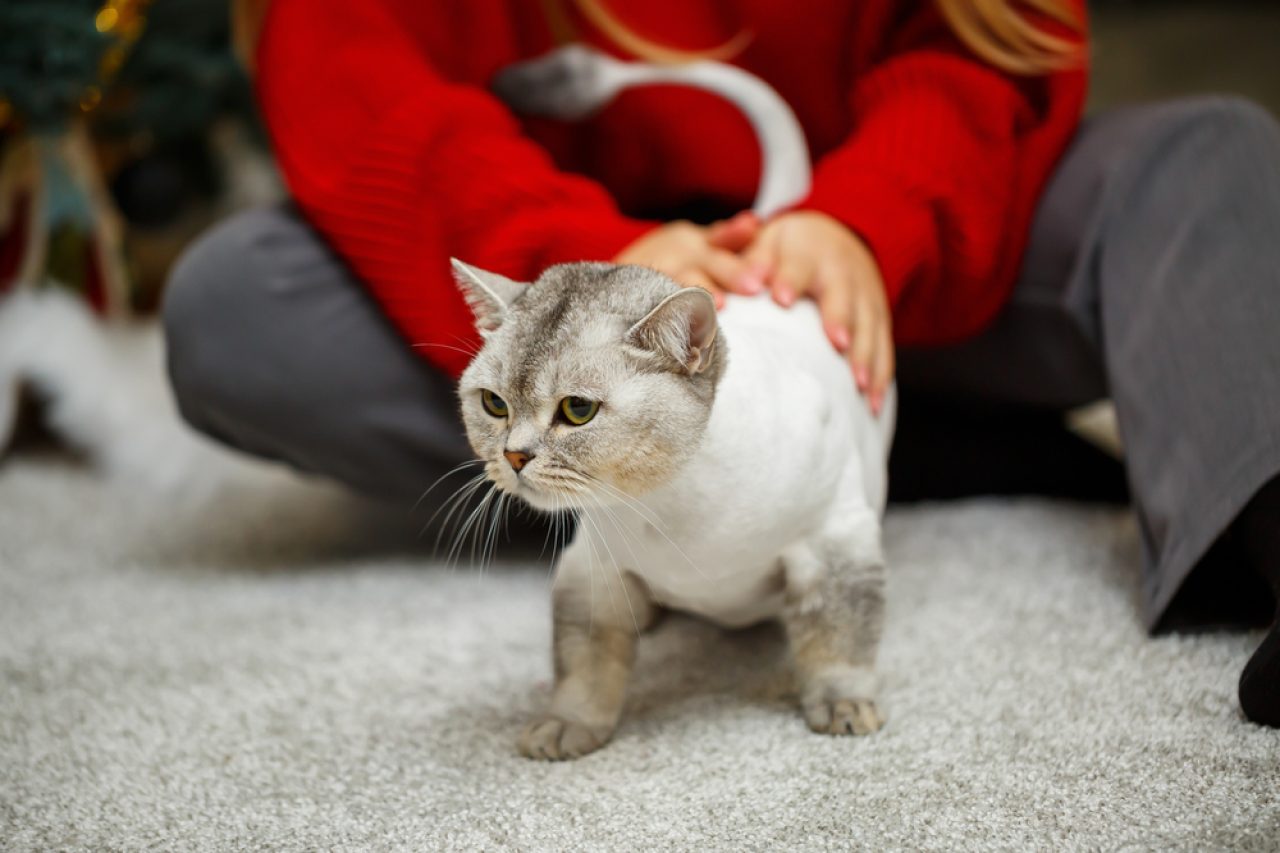 Tıraştan Nefret Eden Bir Kedi Nasıl Tıraş Edilir? 7 Etkili İpucu