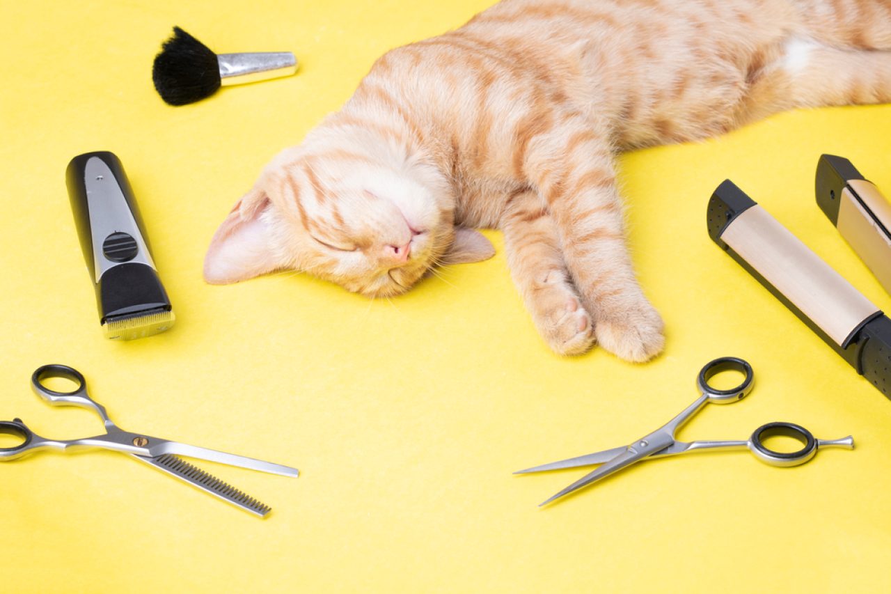 How To Shave A Cat That Hates It? 7 Effective Tips