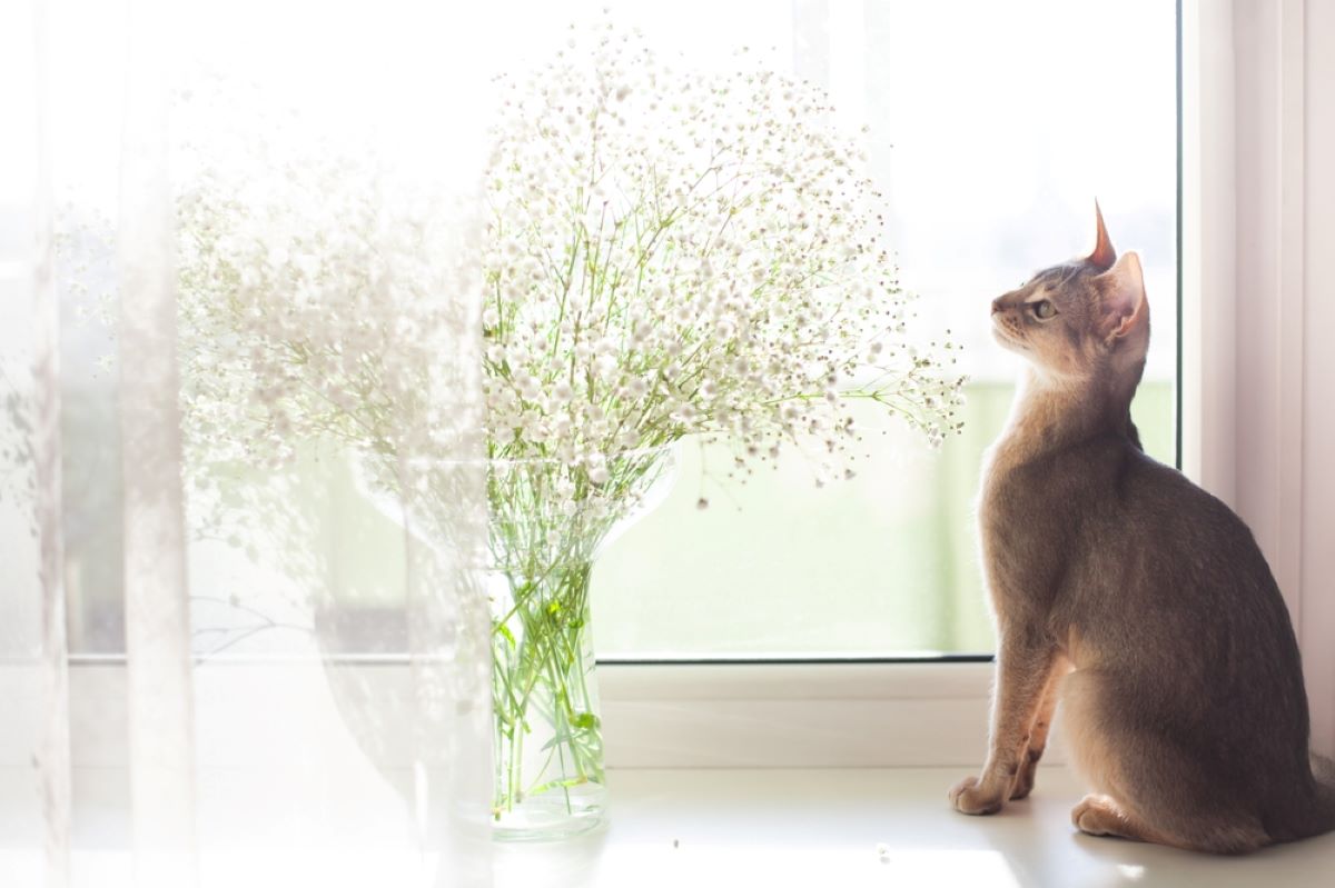 Is Baby's Breath Toxic To Cats