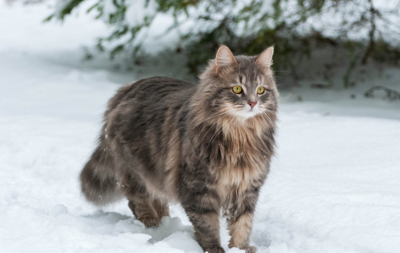 Is The Siberian Cat Hypoallergenic Myth Or Fact