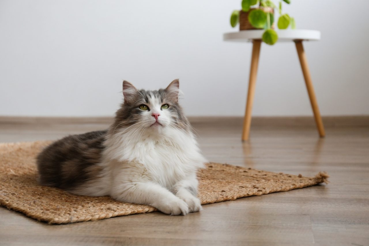 Is The Siberian Cat Hypoallergenic Myth Or Fact