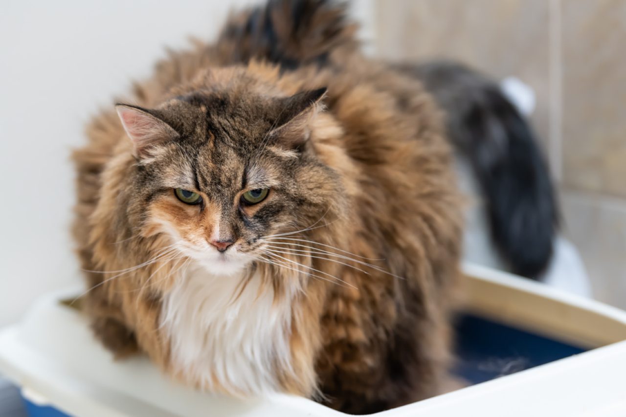 Is The Siberian Cat Hypoallergenic Myth Or Fact