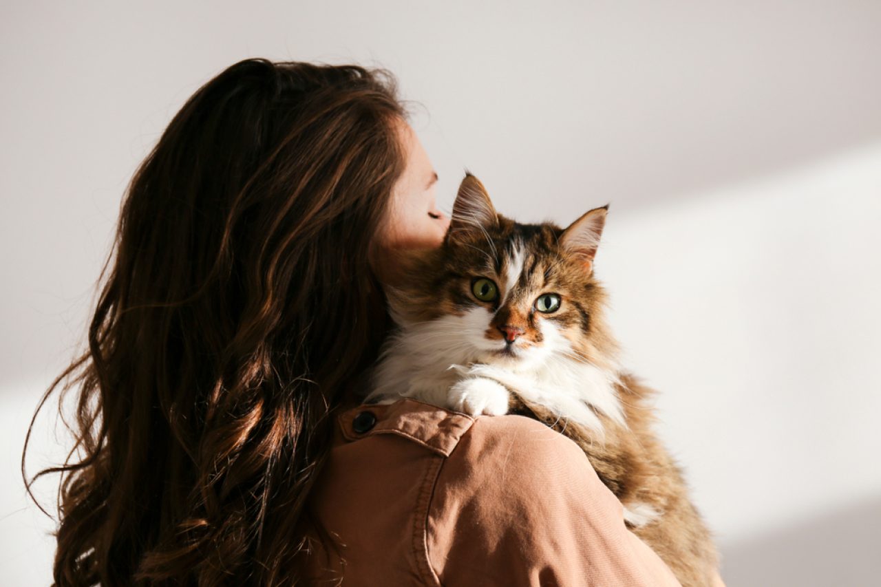 Is The Siberian Cat Hypoallergenic Myth Or Fact