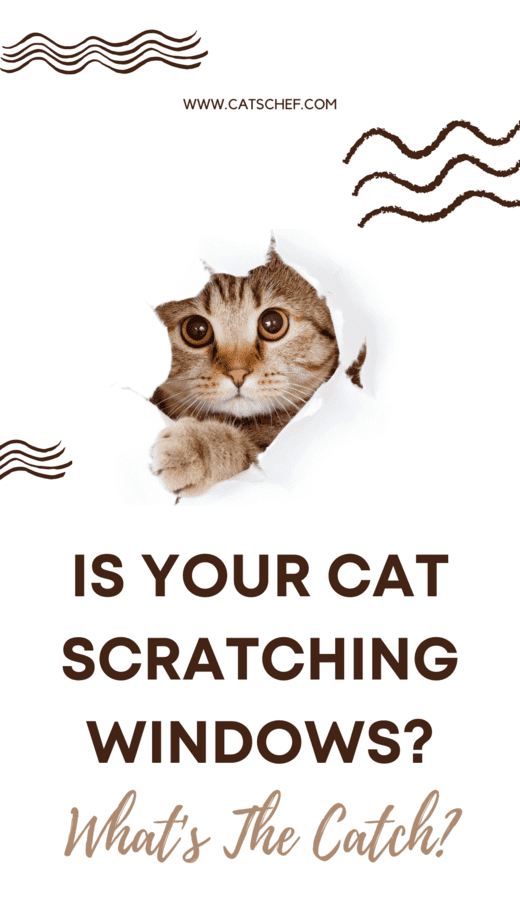 Is Your Cat Scratching Windows? What's The Catch?