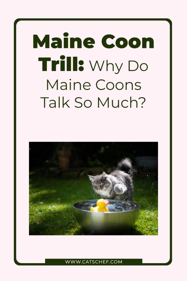 Maine Coon Trill Why Do Maine Coons Talk So Much?