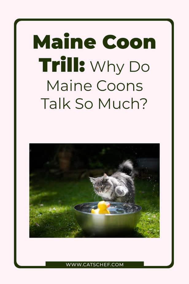Maine Coon Trill: Why Do Maine Coons Talk So Much?