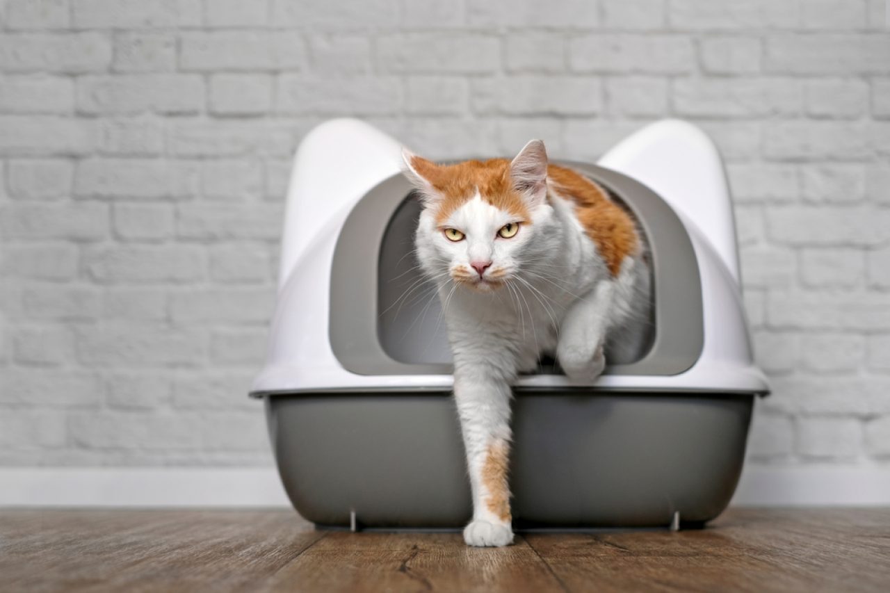 My Cat Is Not Cleaning Her Bum Properly: 8 Reasons Why