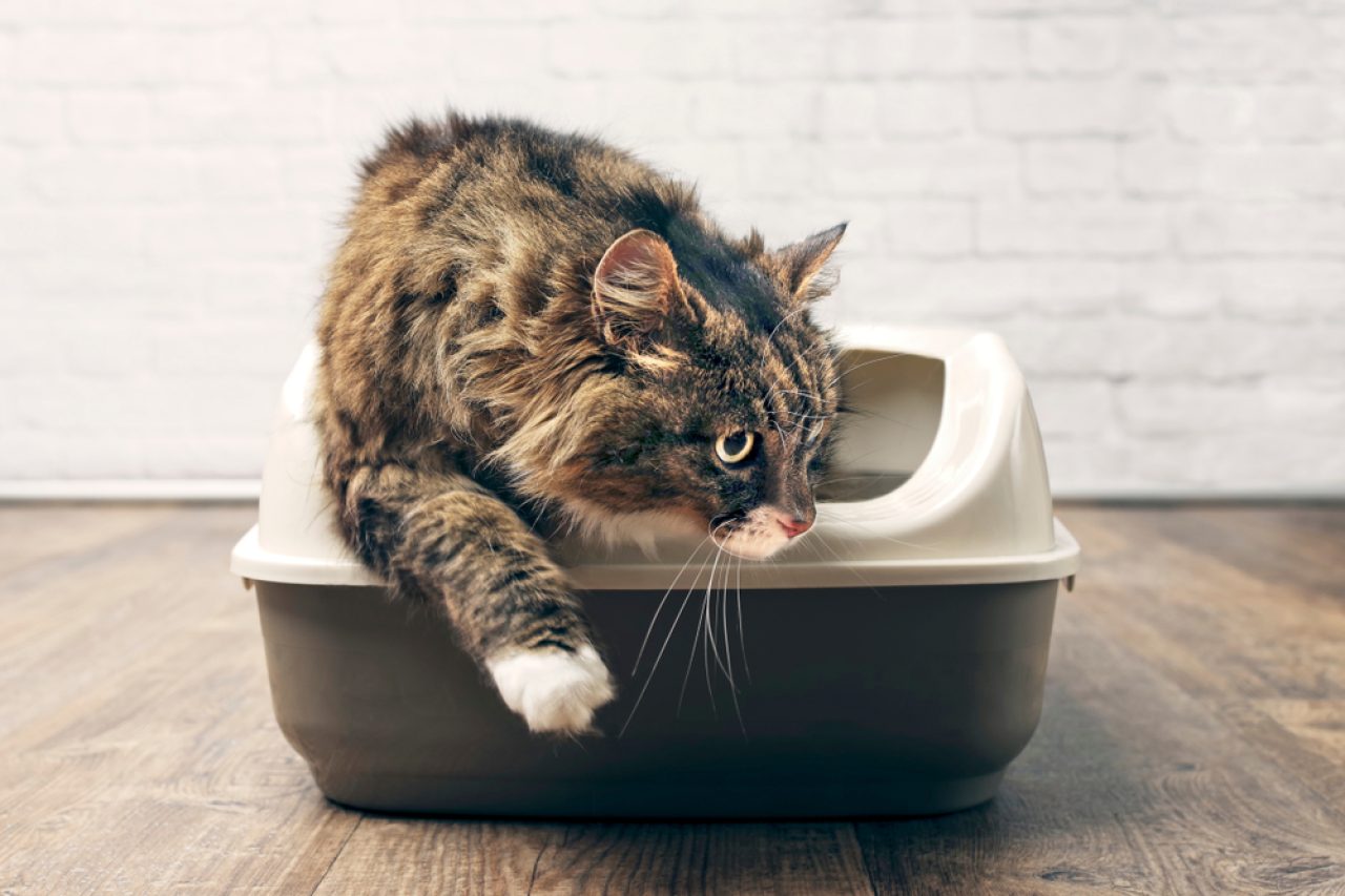 My Cat Is Not Cleaning Her Bum Properly: 8 Reasons Why