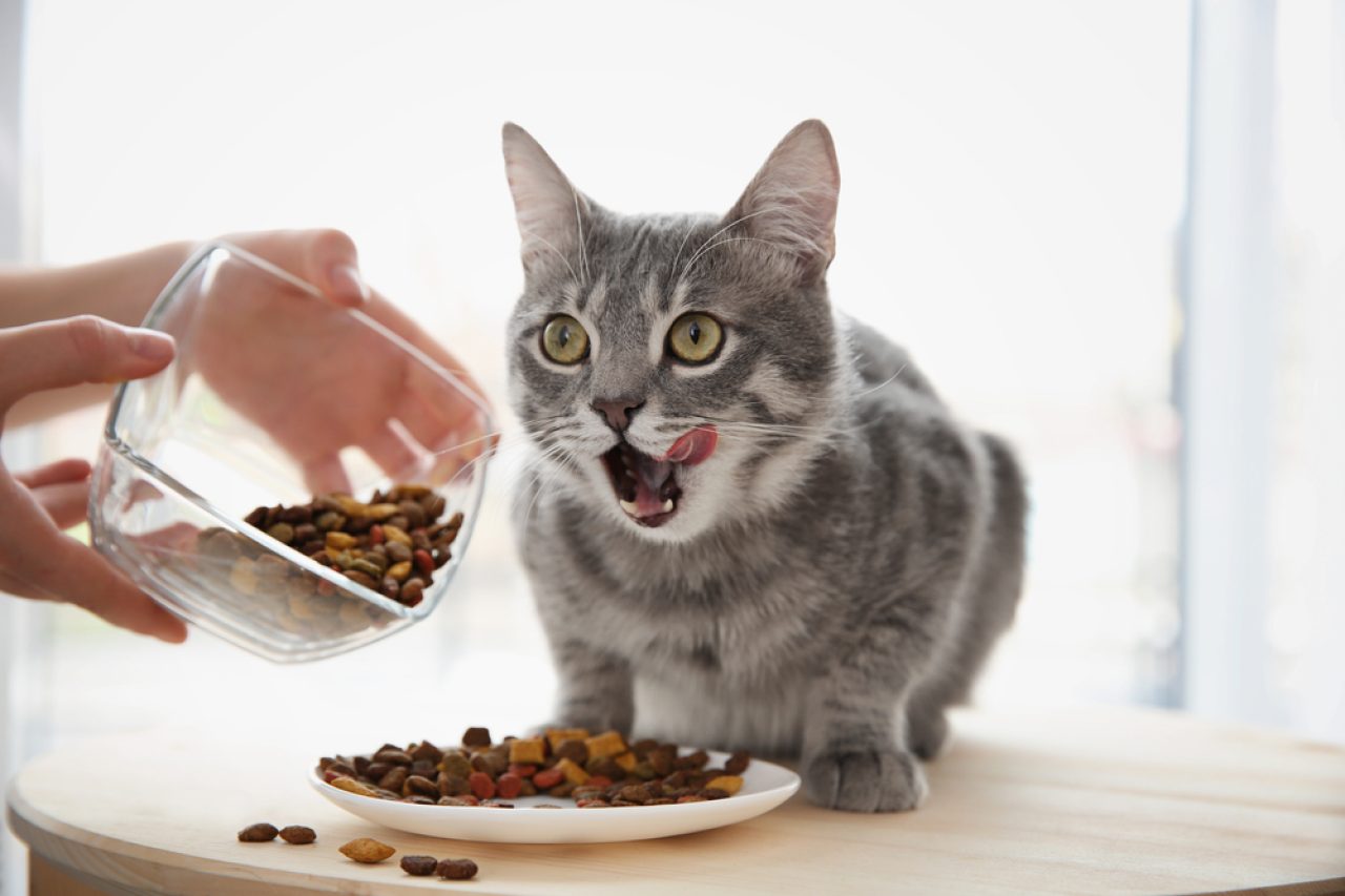 My Cat Is Obsessed With Food! What Does It Mean?