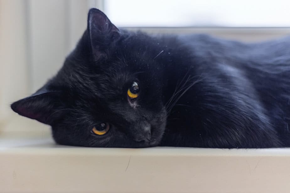 My Cat Is So Skinny I Can Feel Her Bones! What Should I Do?