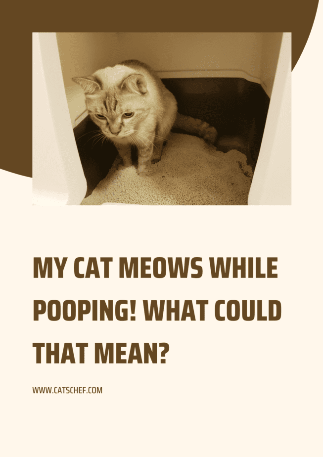 My Cat Meows While Pooping! What Could That Mean?