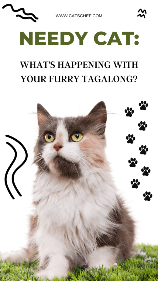 Needy Cat: What's Happening With Your Furry Tagalong?