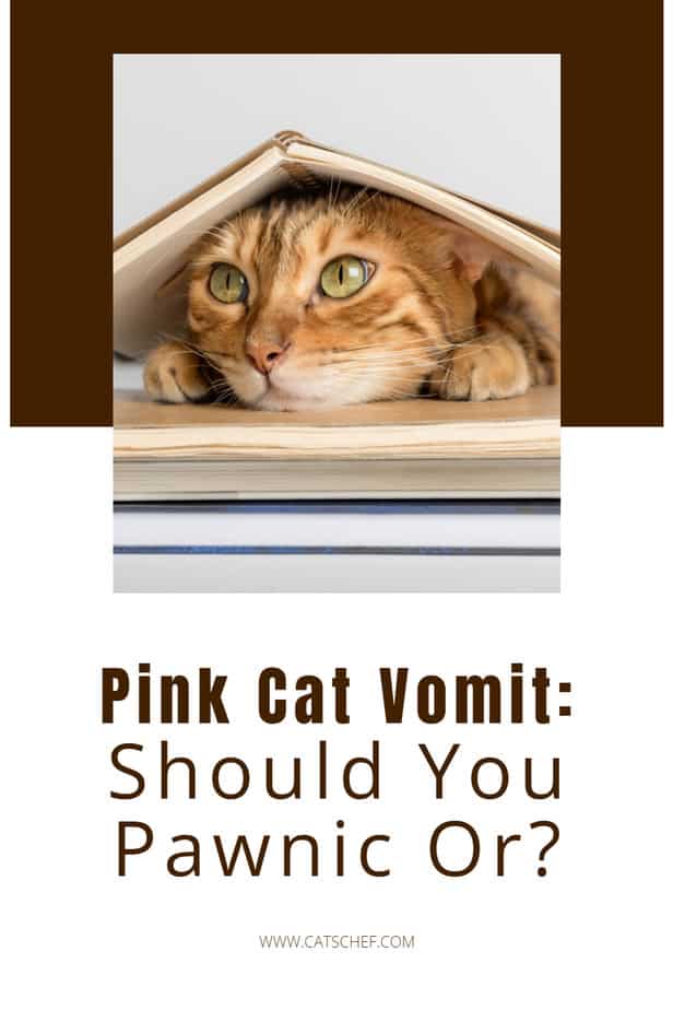 Pink Cat Vomit: Should You Pawnic Or?