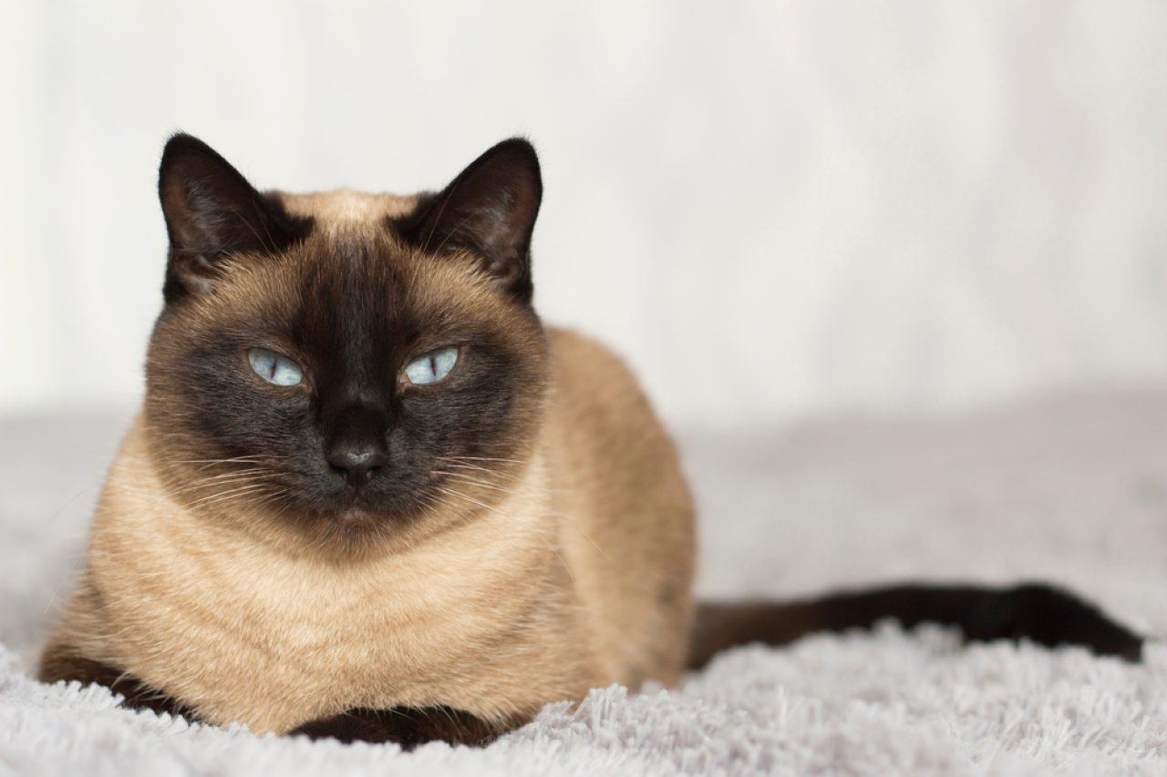 Are Siamese Cats Aggressive? Why Is My Purrincess Mad?