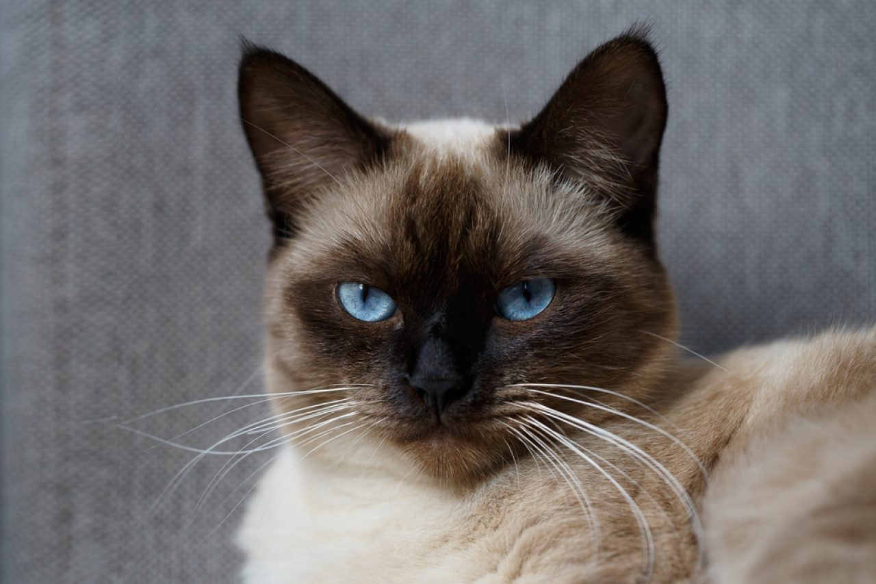 Are Siamese Cats Aggressive? Why Is My Purrincess Mad?