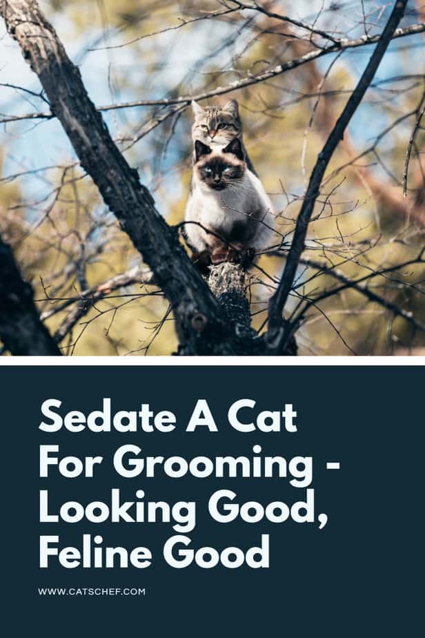 Sedate A Cat For Grooming - Looking Good, Feline Good