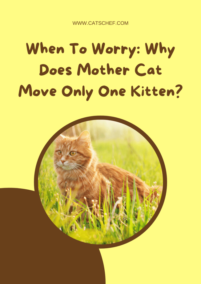 When To Worry: Why Does Mother Cat Move Only One Kitten?