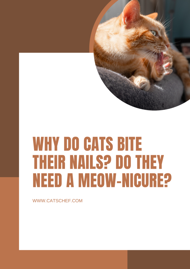 Why Do Cats Bite Their Nails? Do They Need A Meownicure?