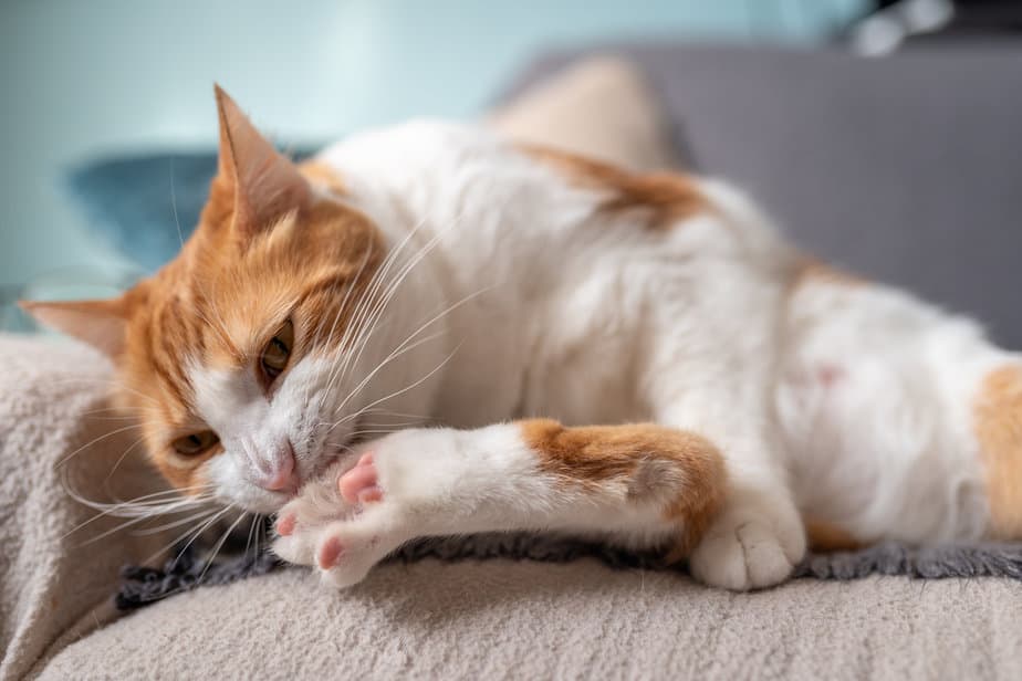 Why Do Cats Bite Their Nails