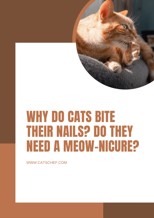 Why Do Cats Bite Their Nails? Do They Need A Meow-nicure?