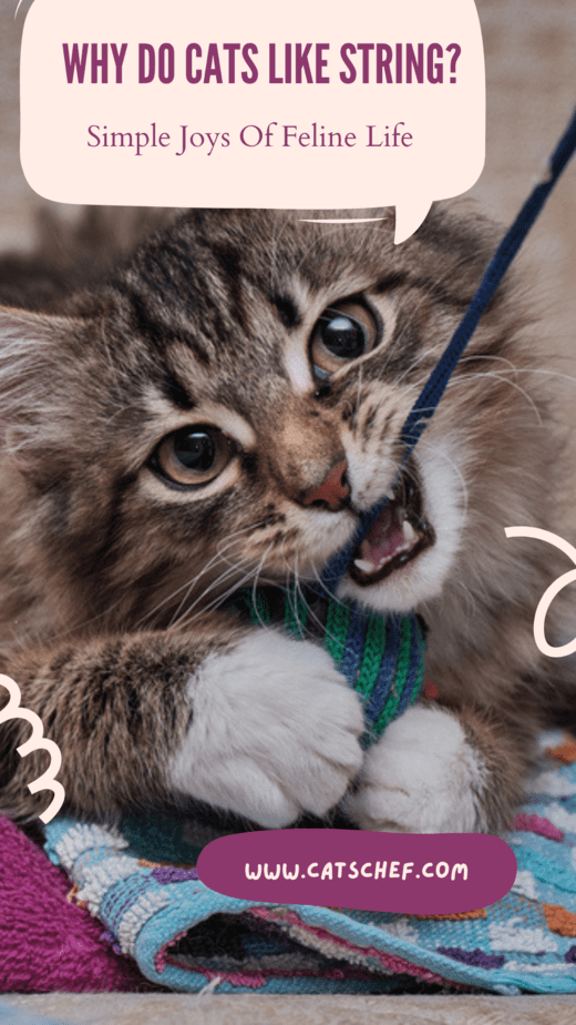 Why Do Cats Like String? Simple Joys Of Feline Life