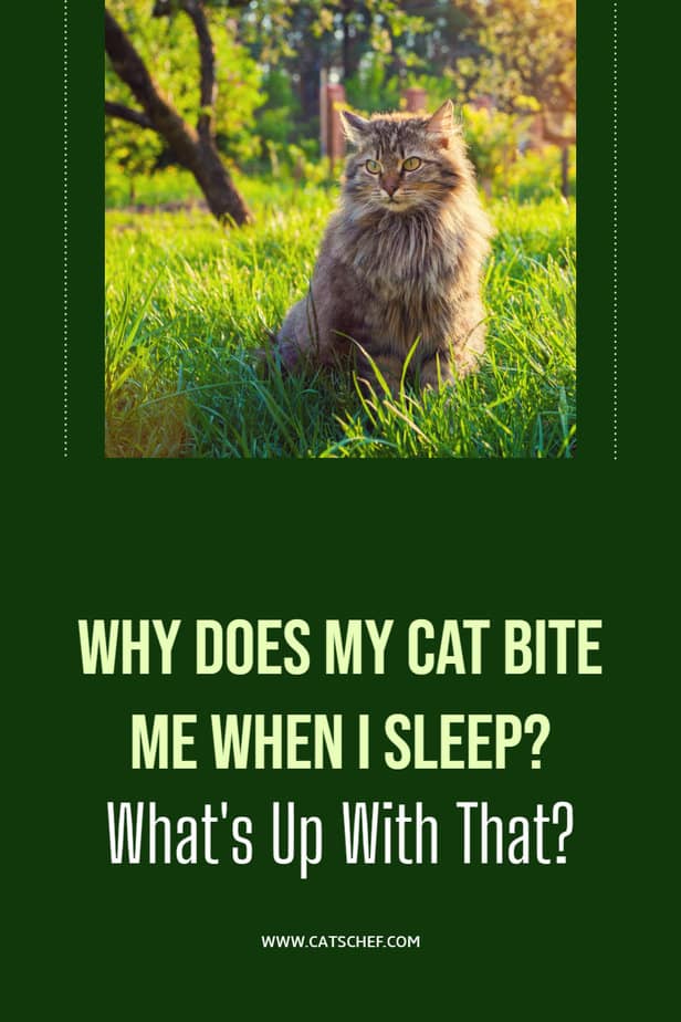 Why Does My Cat Bite Me When I Sleep? What's Up With That?