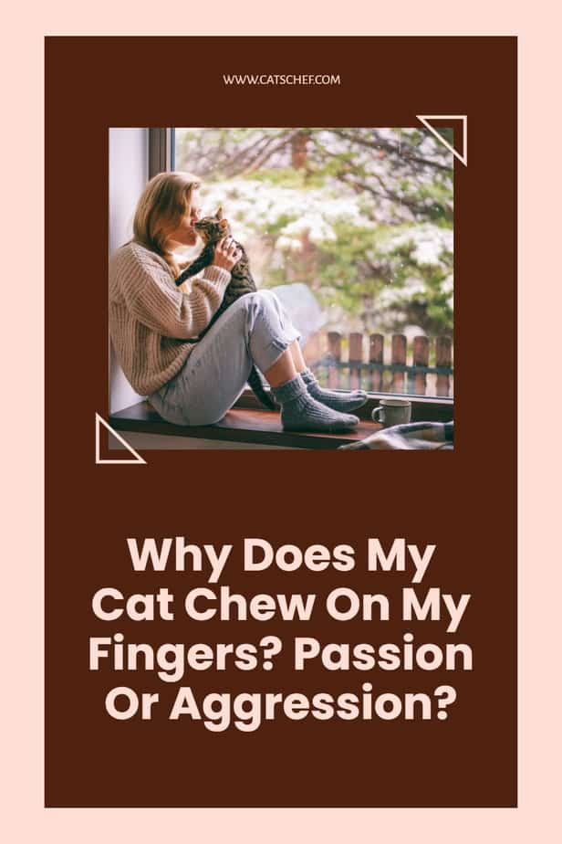 Why Does My Cat Chew On My Fingers? Passion Or Aggression?