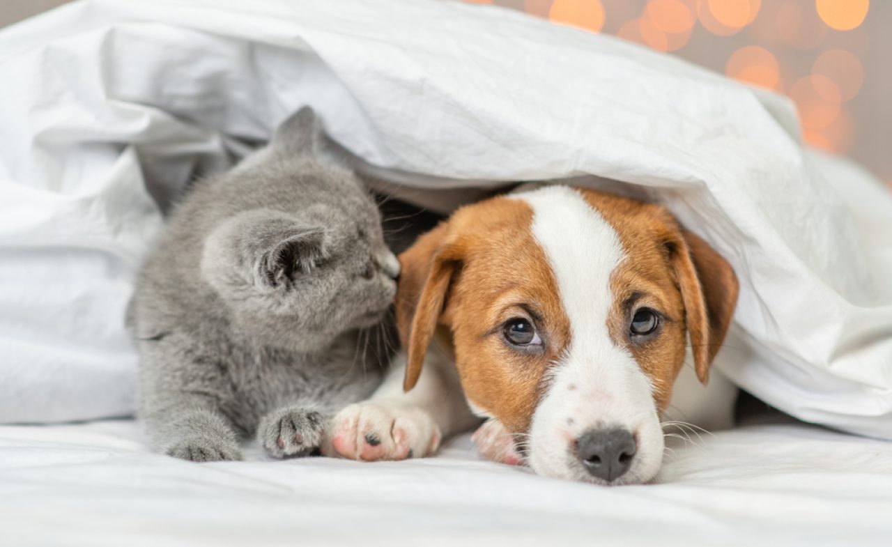 Why Does My Cat Lick My Dog Are They Best Buddies