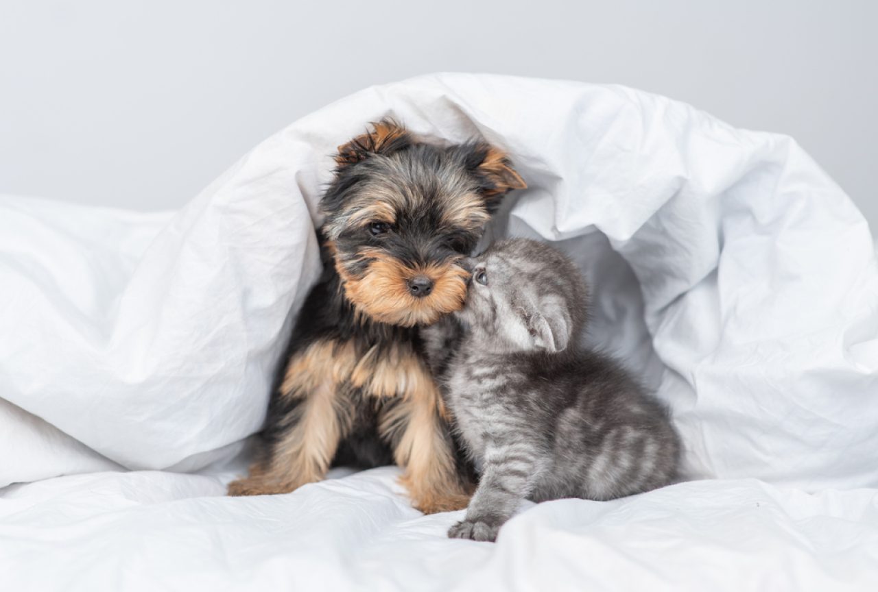 Kedim Neden Köpeğimi Yalıyor Onlar En İyi Dostlar mı