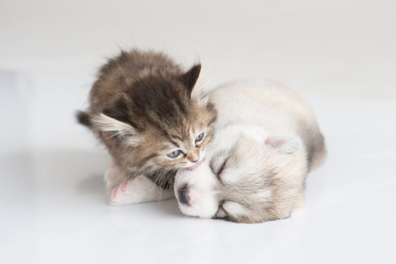 Why Does My Cat Lick My Dog Are They Best Buddies