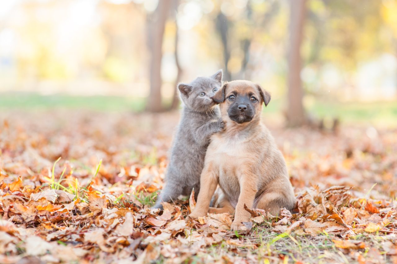 Kedim Neden Köpeğimi Yalıyor Onlar En İyi Dostlar mı