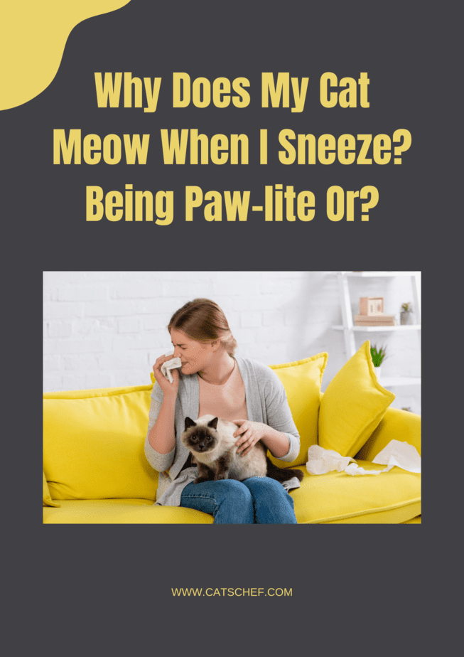 Why Does My Cat Meow When I Sneeze? Being Paw-lite Or?