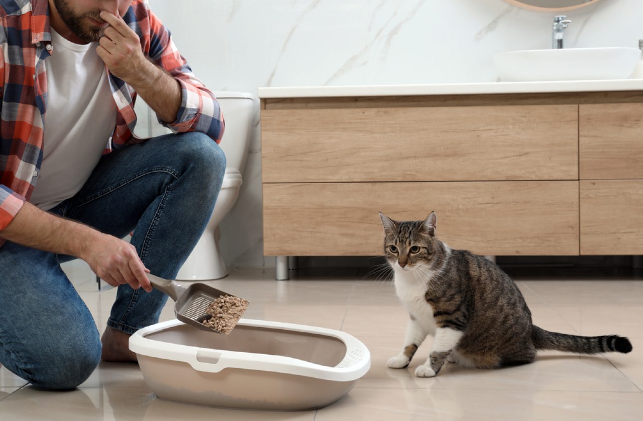 Why Does My Kitten's Poop Smell So Bad? 16 Possible Causes