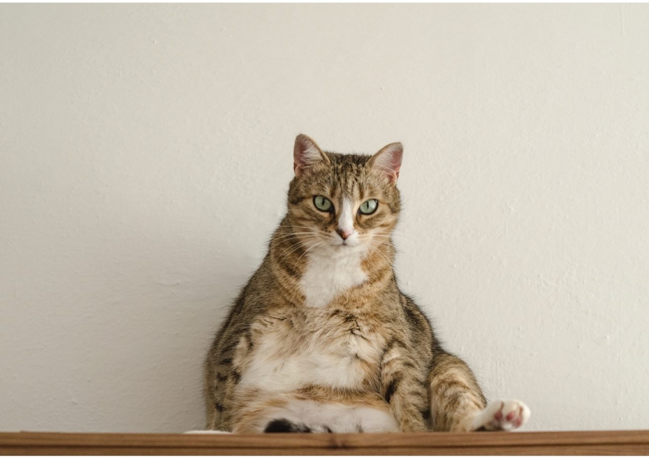 Kedim Neden İnsan Gibi Oturuyor 8 Patili Sebep