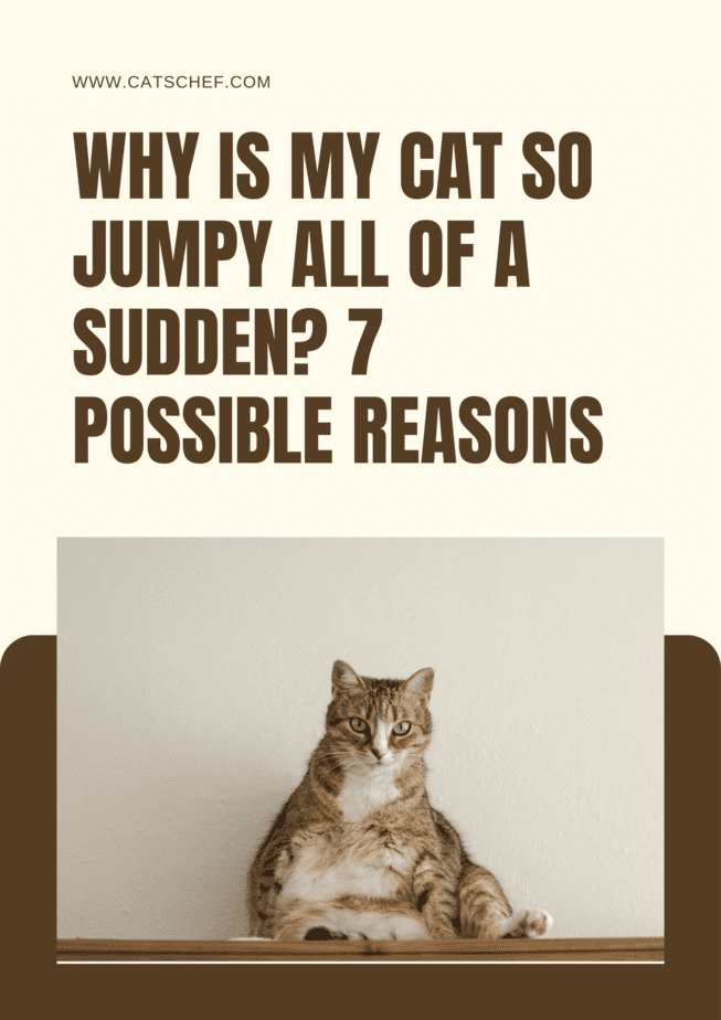 Why Is My Cat So Jumpy All Of A Sudden? 7 Possible Reasons