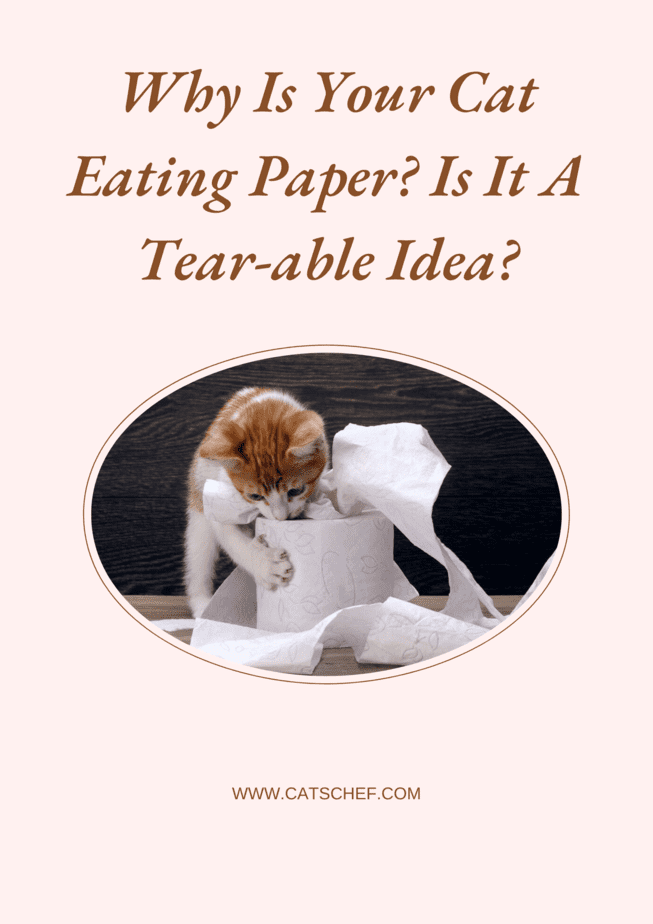 Kediniz Neden Kağıt Yiyor? Yırtılabilir Bir Fikir mi?
