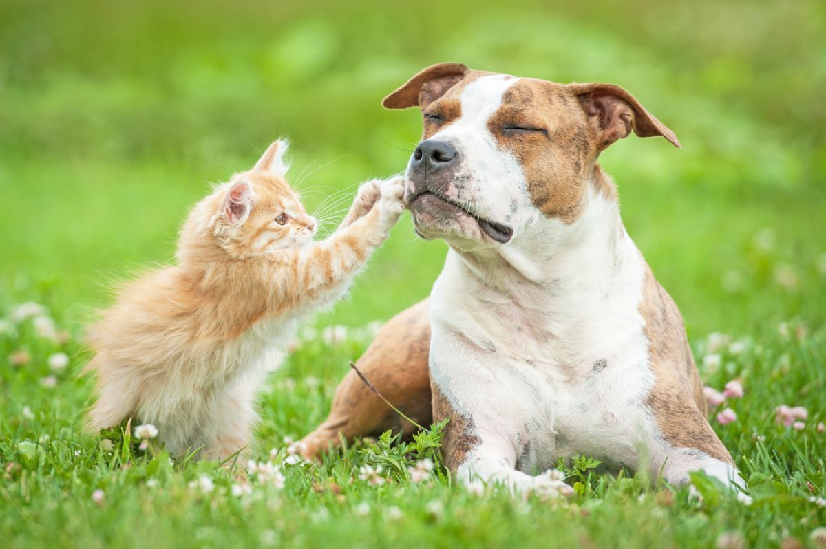 Worst Dog Breeds For Cats