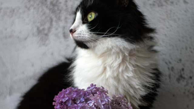 are lilacs poisonous to cats