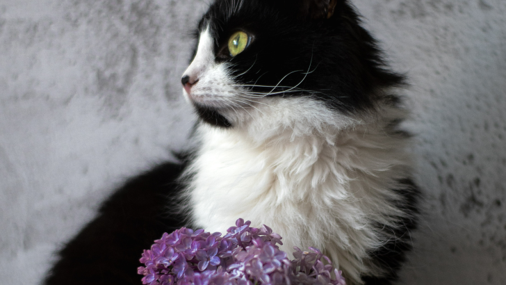 Are Lilacs Poisonous To Cats? Life-Threatening Or Safe?