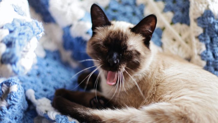 Are Siamese Cats Aggressive? Why Is My Purrincess Mad?
