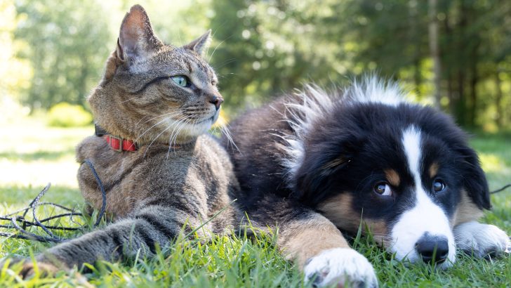 Kediler Köpek Islıklarını Duyabilir mi? Pati Olabilir mi? 