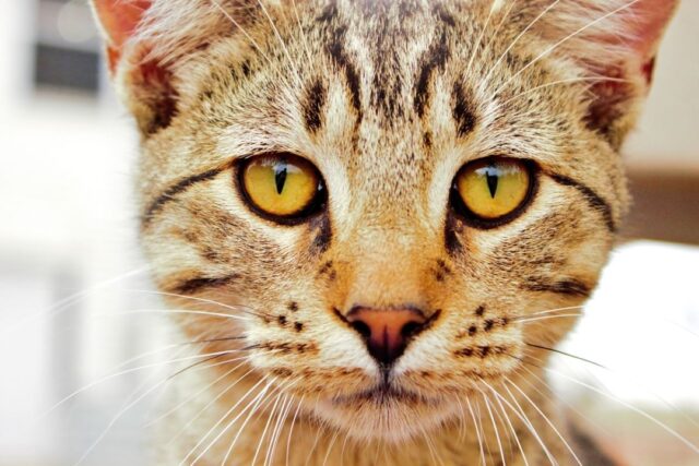 can cats move their eyes