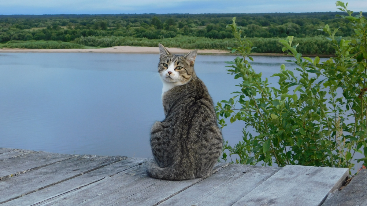 Can Cats Swim Are They Natural Cathletes