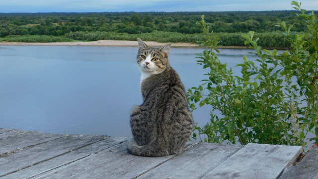 can cats swim