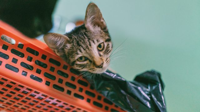 cat ate plastic