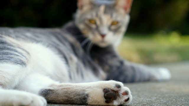 cat broken toe