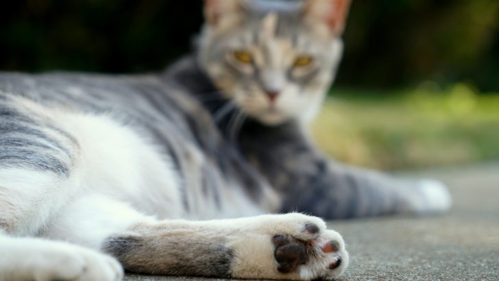 Cat Broken Toe: 3 Things You Can Do To Help Your Fluff